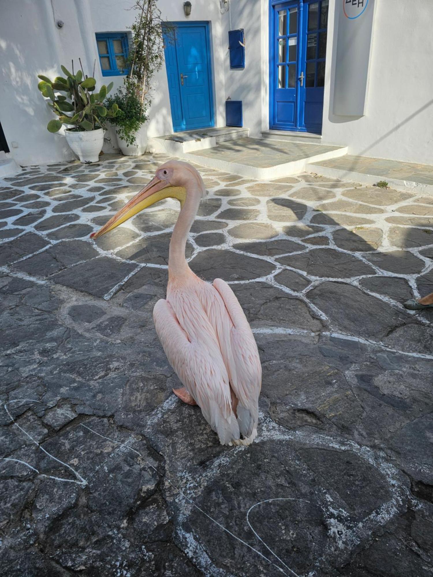 Apartment Lalaland Mykonos Town
